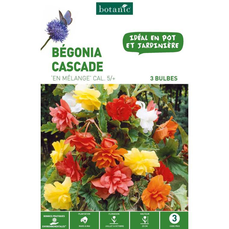 Bégonia Pendula en mélange botanic® 3 bulbes botanic® — free download