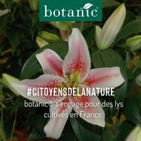 Des lys à marque botanic® cultivés en France pour votre intérieur #CitoyensDeLaNature