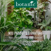 Les plantes vertes tendances origine France de botanic® - La belle verte