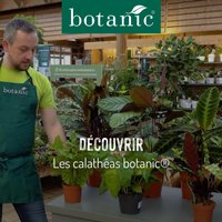 Découvrir les calathéas botanic®