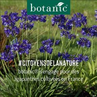 Des agapanthes cultivées en France à marque botanic® #CitoyensDeLaNature