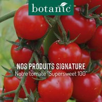Nos produits signature : La tomate Supersweet 100