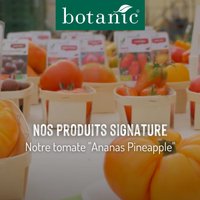 Nos produits signature : La tomate Ananas Pineapple
