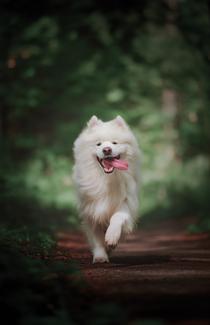 Chien qui court dans l'herbe