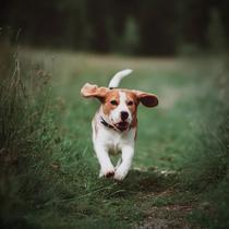 Chien qui court dans l'herbe