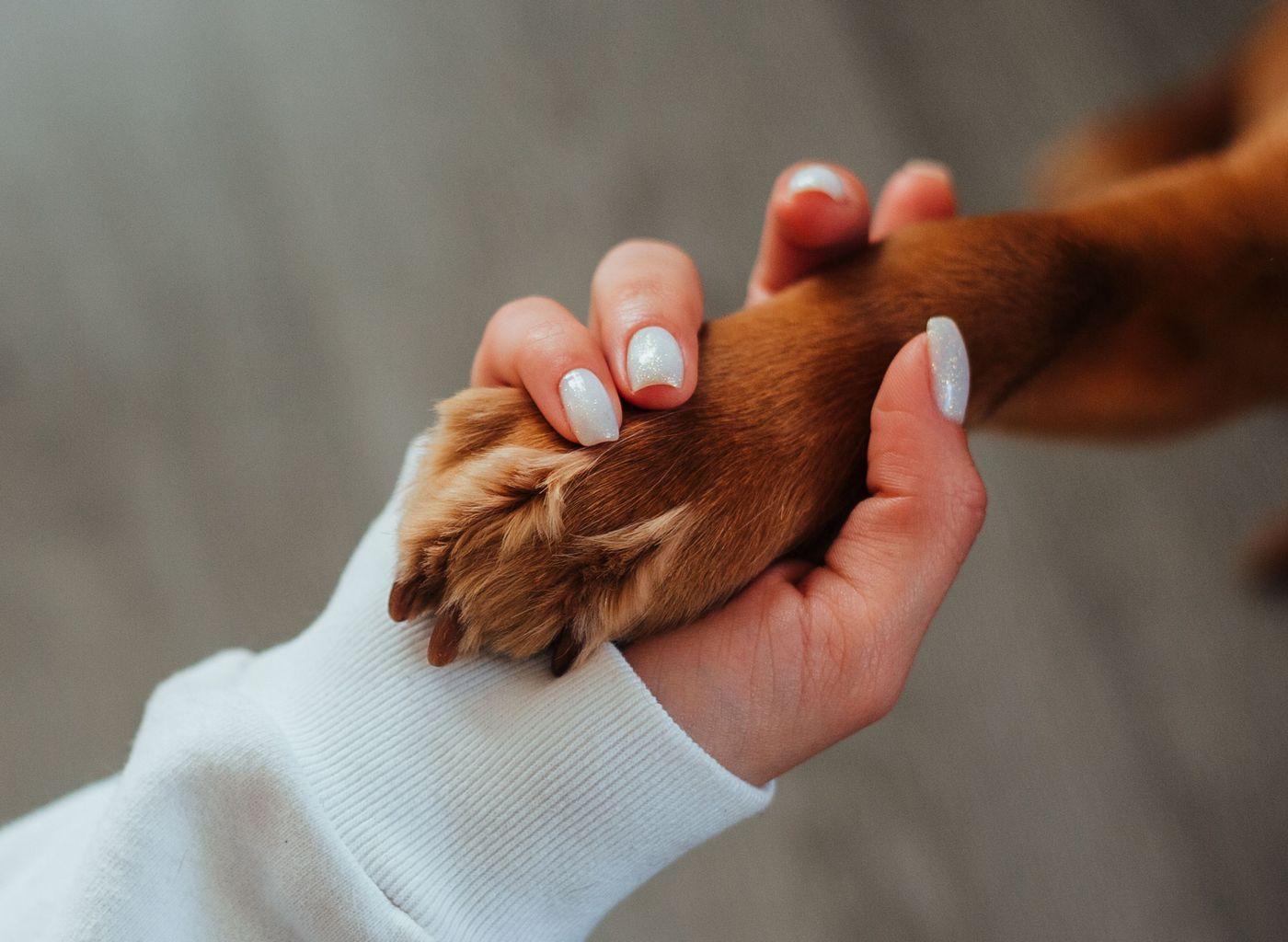 Une main de femme qui tient une patte de chien