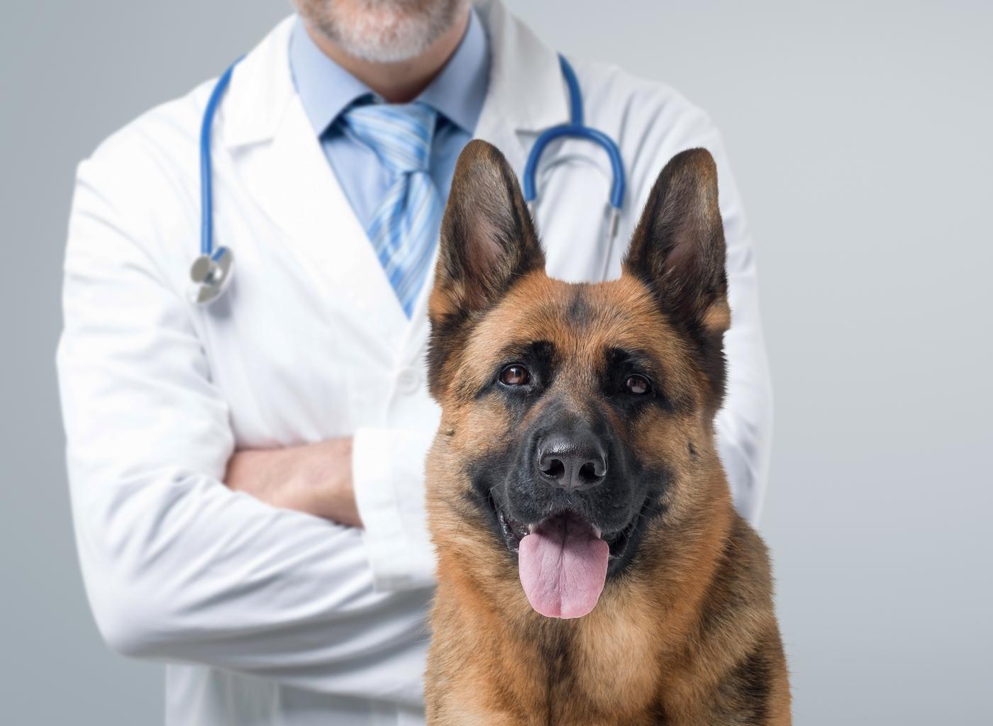 Un chien avec un vétérinaire