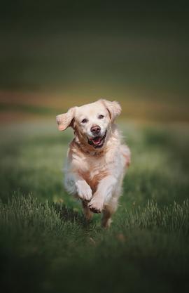 Chien qui court dans l'herbe