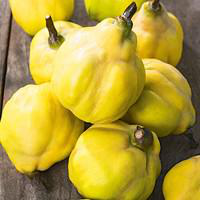 Visuel 1 du produit Pommier Melrose. Le pot de 12 litres forme 1/2 tige