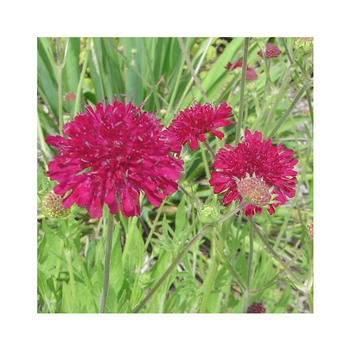 Visuel 1 du produit Knautia - Le pot de 2 litres