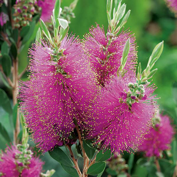 Visuel 1 du produit Rince-bouteille ‘Violaceus’ violet. Le pot de 3L