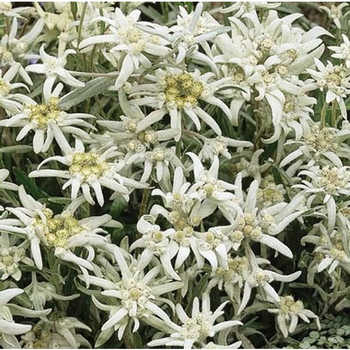 Visuel 1 du produit Edelweiss - Le pot de 3 litres