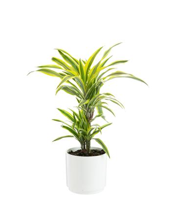 Visuel 1 du produit Dracaena Lemon Lime 2 pieds botanic®. Le pot de Ø 21 cm