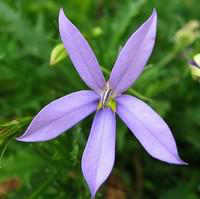 Visuel 1 du produit Laurentia dit Isotoma - Le pot de 10,5 cm