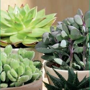 Visuel 1 du produit Succulente botanic®. Le pot de Ø 16 cm