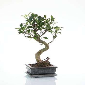Visuel 1 du produit Bonsaï Ficus Retusa botanic® taille 5,5. Le pot