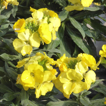 Visuel 1 du produit Erysimum - Le pot de 1 litre