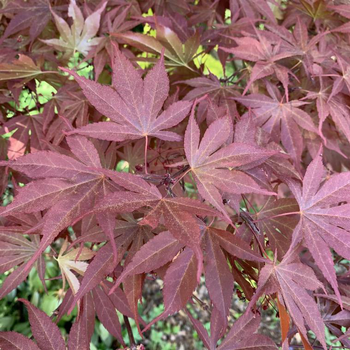 Visuel 1 du produit Érable du Japon Atropurpureum rouge. Le pot de 5 litres