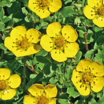 Visuel 1 du produit Potentille jaune - Le pot de 9 x 9 cm