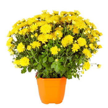 Visuel 1 du produit Chrysanthème multifleurs - Le pot de 2,5 litres