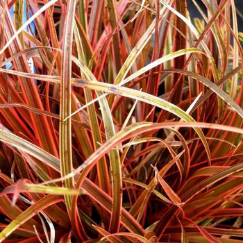 Visuel 1 du produit Uncinia Rubra - Le pot de 2 litres