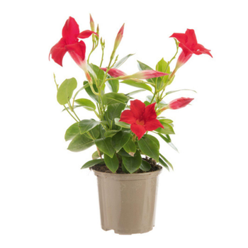 Visuel 1 du produit Dipladénia – le pot de Ø 10,5 cm