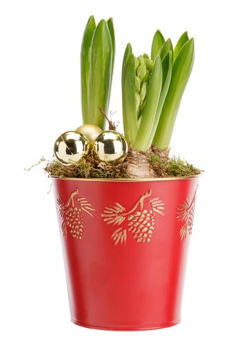 Visuel 1 du produit Composition de 3 Jacinthes blanches. Le pot Ø 13 cm en zinc rouge.