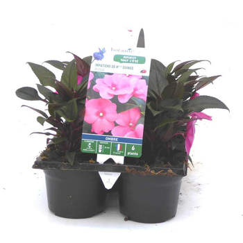 Visuel 1 du produit Impatiens de Nouvelle Guinée rose violet - Le pack de 6 plants