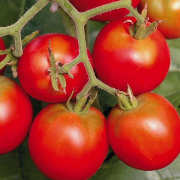 Visuel 1 du produit Tomate ronde Précoce De Quimper bio. Le pot compostable de 10.5 cm