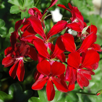 Visuel 1 du produit Géranium Lierre Simple à fleurs multicolores - La suspension Ø 26 cm