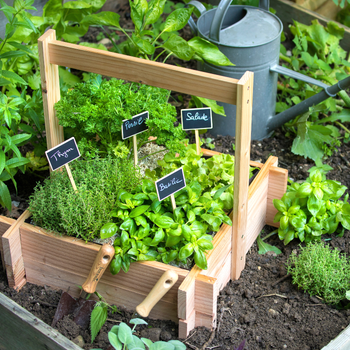 Visuel 2 du produit Graines de persil frisé vert foncé bio botanic® - graines à semer