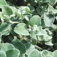 Visuel 1 du produit Gnaphalium - Le pack de 6 plants