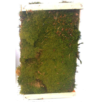 Visuel 1 du produit Spaghnum - La cagette