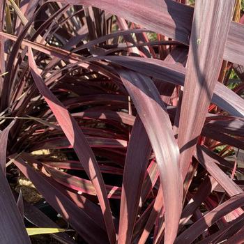 Visuel 1 du produit Cordyline Australis Purple Tower. Le pot de 4 litres