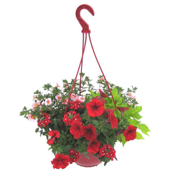 Visuel 1 du produit Suspension anglaise - La suspension diam 27 cm