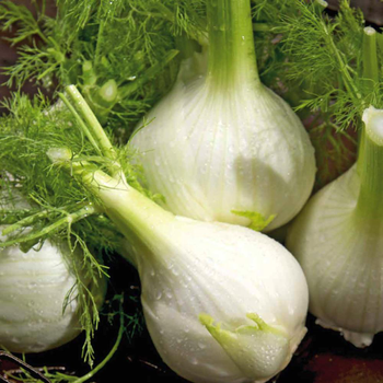 Visuel 1 du produit Fenouil Solaris Bio. La barquette de 12 plants