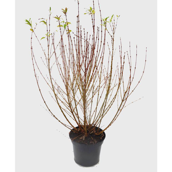 Visuel 1 du produit Forsythia Intermedia Weekend jaune. Le pot de 10 litres