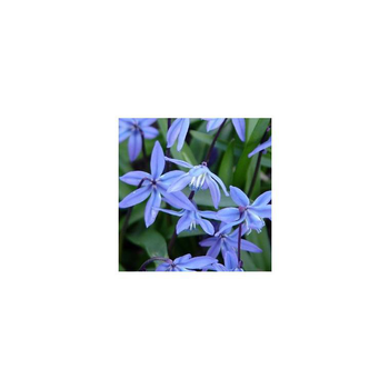 Visuel 1 du produit Scille de Sibérie - Le pot de 10.5 cm