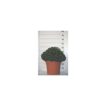 Visuel 1 du produit Euonymus Japonicus Microphyllus vert en pot de 10 L