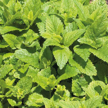 Visuel 1 du produit Melisse Citronnelle bio. Le pot recyclé de 1 litre