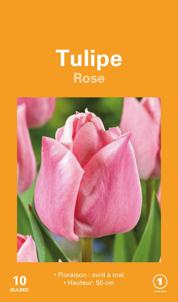 Visuel 1 du produit Tulipe en mélange botanic® coloris rose - 10 bulbes