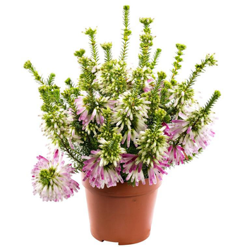 Visuel 1 du produit Erica Colorans - Le pot de 1 litre