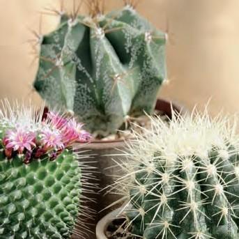 Visuel 1 du produit Cactus mix botanic®. Le pot de Ø 12 x H 15 cm