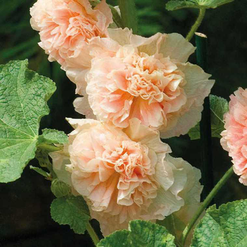 Visuel 1 du produit Rose Trémière Saumon - Le pot de 9 x 9 cm