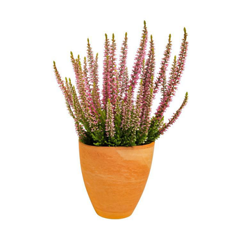 Visuel 1 du produit Callune naturelle - Le pot de 10.5 cm