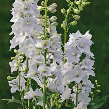 Visuel 1 du produit Pied D'Alouette blanc - Le pot de 9 x 9 cm