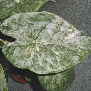 Visuel 1 du produit Alocasia mix. Le pot de Ø 17 x H 60 cm