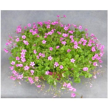 Visuel 1 du produit Oxalis trèfle à 4 feuilles - La coupe de 25 cm