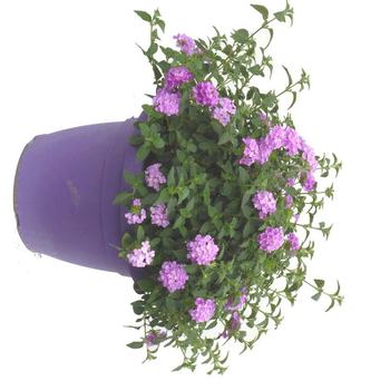 Visuel 1 du produit Lantana - Le pot de 6 litres