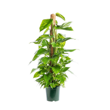 Visuel 1 du produit Pothos Aureus avec tuteur mousse pot Ø24xH150 cm